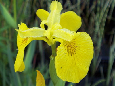 IRIS PSEUDOCARUS-gelbe Wasserschwertlilie
