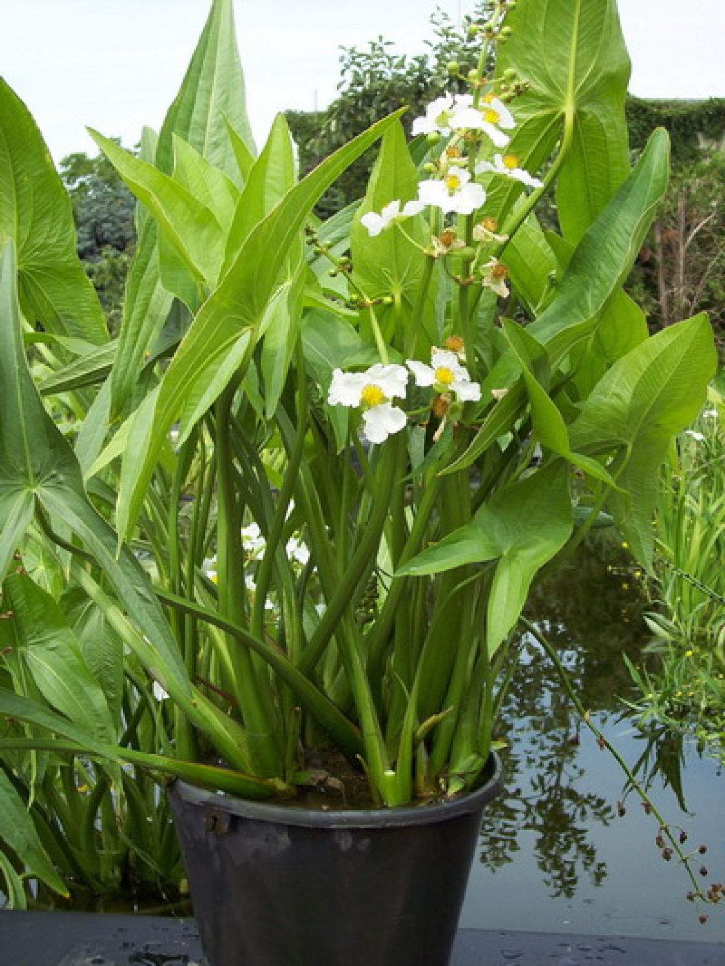 Sagittaria Latifolia Csmall Wa302